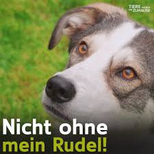 Mache es zu beginn nicht zu schwer. Tiere Suchen Ein Zuhause Beitrage Facebook