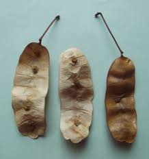 Image result for Albizia antunesiana