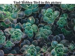 An educational panel of information on the subject matter of the puzzle is on the back of the header card along with a trivia quiz. Hidden Animals Picture Puzzles For Kids With Answers