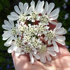 Pin On Gardening