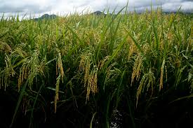 Golden rice, which was developed in the hopes of combatting that problem by a team of european scientists in the late '90s, was genetically modified to provide an essential nutrient that white rice lacks: In A Grain Of Golden Rice A World Of Controversy Over Gmo Foods The Salt Npr