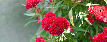 Image result for Celosia elegantissima