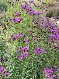 Image result for Vernonia undulata