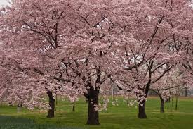 Other new varieties have purple or chartreuse foliage, adding interest all year. Okame Cherry Blossom Tree For Sale Online The Tree Center