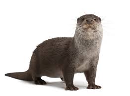 The other two clawless otters are similar in size to river otters. Otter Definition Und Bedeutung Collins Worterbuch