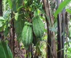 Image result for Telfairia pedata