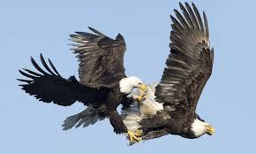 Birds That Look Like Eagles Two Bald Eagles Captured In Aerial Combat After They Both Set Their Sights On The Same Fish Bald Eagle Eagles Eagle