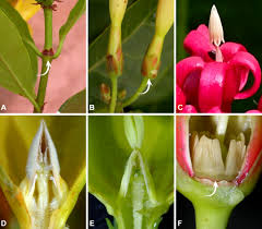 Image result for Apocynaceae subfamilies Apocynoideae and Rauvolfioideae