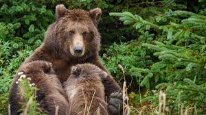 What are the most endangered animals in britain? Extinct British Animals Bbc Bitesize