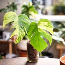 Monday Is For More Monstera Propagation Meet Minty My Monstera Borsigiana Aurea Veriegata Who Has A Tennis Ball Kind Of Ligh Indoor Plants Plants Monstera