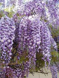 Purple Wisteria Vine Wisteria Plant Chinese Wisteria Purple Wisteria