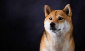 Gemini Backed Flexa Adds Shiba Inu Shib As A Payment Method