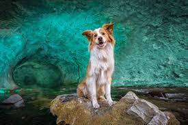 She took time to meet with us beforehand to fully understand what we were trying to capture during the session. Unleashed Pet Photography Education