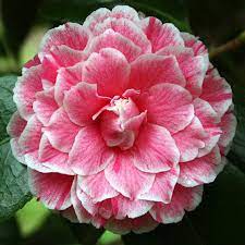 50 Rare Camellia Japonica 39 Herme Quot Flower Seeds Pink White Perennial Gorgeous Beautiful Color Home Gardening Dec Flower Seeds Flowers Beautiful Flowers