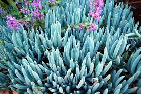 How To Grow And Care About Great Blue Chalk Stick Senecio Plants Plants Blue Succulents Types Of Succulents Plants
