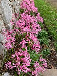 Image result for Nerine gaberonensis