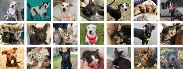 If you're looking for a lost pet, begin by following the links below. Tulsa Animal Welfare Pets Home Facebook