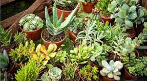 Contents 5 how often should succulents be watered? How To Care For Succulents Learn How To Grow Succulents