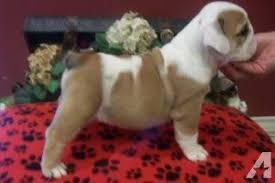Many families and young professionals live in mcallen and residents tend to be liberal. Craigslist Mcallen Tx Pets Cat And Dog Lovers