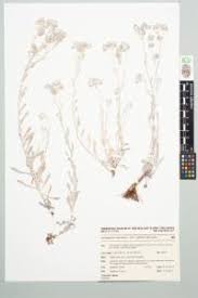 Image result for Vellereophyton dealbatum