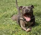 Pitbull Lab Mix - A Complete Guide To The Bullador