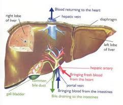Blood vessels are hollow tubes that blood flows through. What Blood Vessel Pumps Blood From The Liver To The Heart Socratic