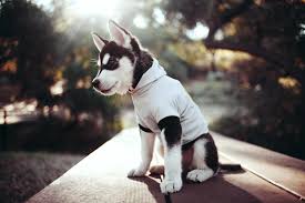 10 Fantastic Hd Husky Wallpapers