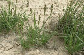 Image result for Poa