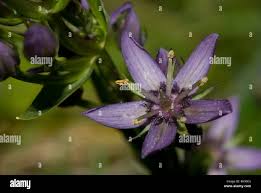 Image result for Swertia