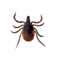 Didn't work for my children or myself against mosquitos while playing in our backyard in florida. Blacklegged Tick Identification Habits Behavior Florida Pest Control