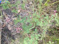 Image result for Grona ramosissima