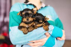 Yorkie puppies for sale 272.26 miles. Yorkie S First Year Training Timeline For A Yorkshire Terrier Puppy American Kennel Club
