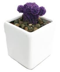 Whether you already have cactus plants in your home or you're thinking about picking up a few from your local greenhouse, these are the things you need to learn about how to care for a. Amethyst Purple Living Desert Gem Cactus 2 5 Ceramic Pot Walmart Com Walmart Com
