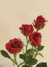 Red Mikado Spray Rose Roses Flowers By Category Sierra Flower Finder Spray Roses Flowers Red Roses