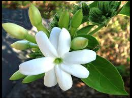 Image result for Jasminum multiflorum