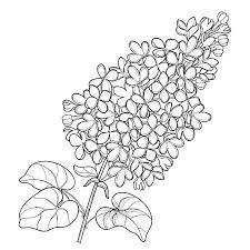 Branch With Outline Lilac Or Syringa Flower Bunch And Ornate Flower Drawing Flower Outline Lilac Tattoo