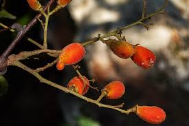 Image result for Agelaea pentagyna