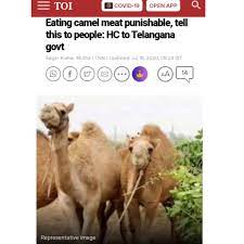India camel is mostly found in. People For Animals India On Twitter Hc States It S Illegal To Eat Camel Meat By Timesofindia