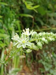 Image result for Albuca nigritana