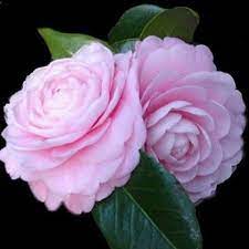 Camellia Japonica Pink Perfection Etsy Camellia Plant Japonica Camellia