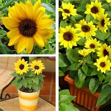 Bunga matahari autumn beauty perpaduan warna yang cantik dari tanaman yang satu ini, bisa dibilang seperti warna matahari terbenam. Benih Bunga Mini Sun Flowers Sunflower Bunga Matahari Kecil Shopee Indonesia