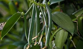 How To Grow Vanilla Beans The Vanilla Orchid Epic Gardening