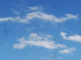 The shadows you see are called floaters. Flashes And Floaters Retinal Detachment Stl Eco Eyecare