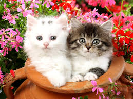 6.5 5600x3340 4603 cat, cute. 77 Free Kitten Wallpaper On Wallpapersafari