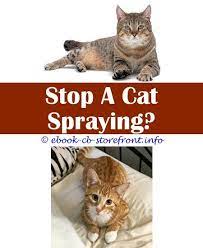 13 Graceful Stop Male Cat Spraying Indoors Cats Cat Spray Cat Repellant