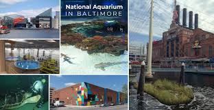 You'll flip over erica+drew's baltimore aquarium wedding reception, with the ceremony at the pier v gardens! Celebrating 20 Years With The National Aquarium In Baltimore Mclaren Engineering Group
