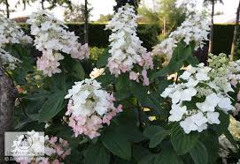 Hydrangea paniculata 'little lime' ® ist eine schnittverträgliche sorte. Hydrangea Paniculata Mega Mindy Ilvomindy Pbr