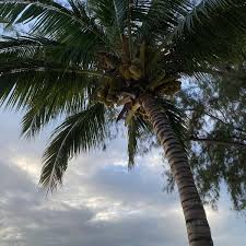 Image result for Heinsia zanzibarica