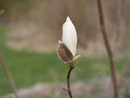 We have found 161 plants belonging to the magnolia genus from 4 retailers ranging in price from the cheapest at £9.50 to the most expensive at £75.00. Magnolia Denudata Jade Lamp