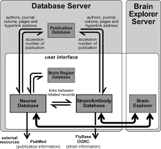 Maybe you would like to learn more about one of these? Flybrain Neuron Database A Comprehensive Database System Of The Drosophila Brain Neurons Shinomiya 2011 Journal Of Comparative Neurology Wiley Online Library